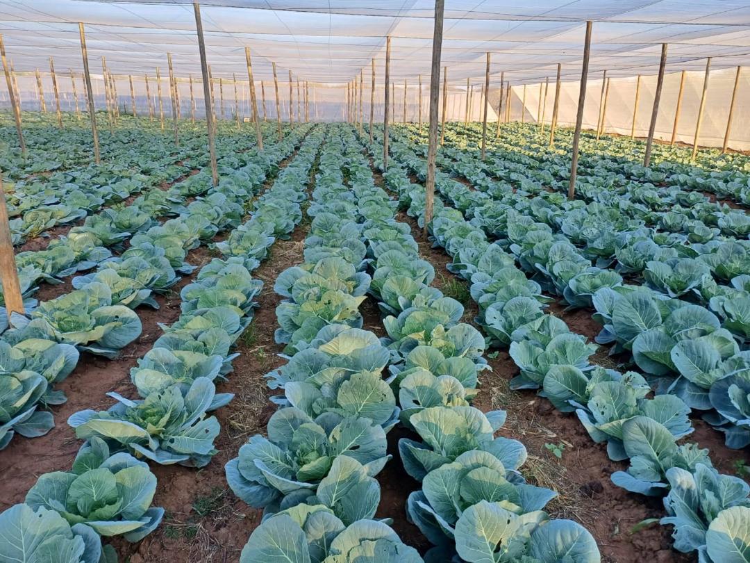 Dynamic Content Image