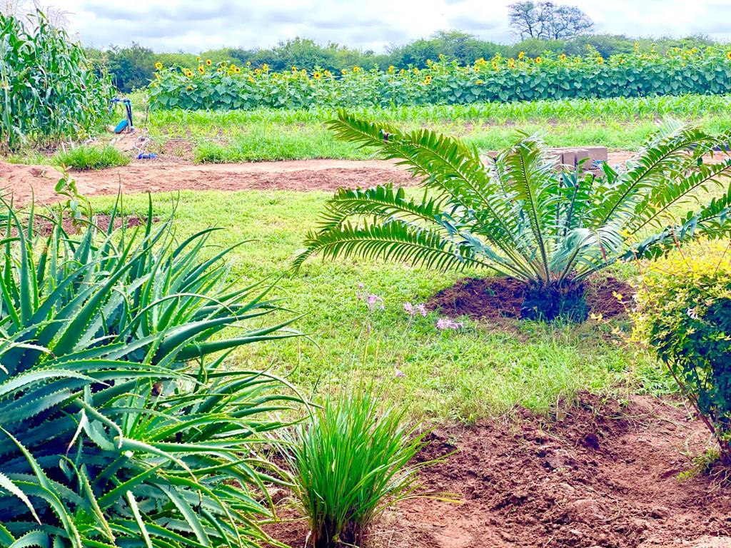 Dynamic Content Image