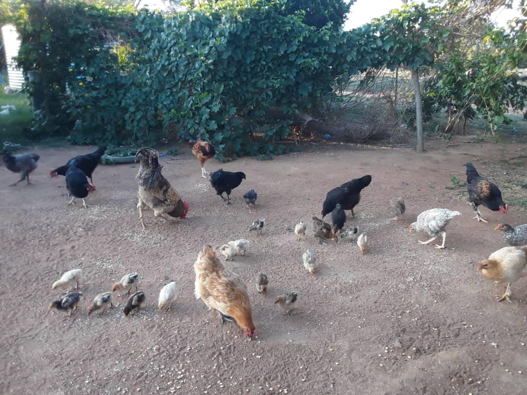 Dynamic Content Image