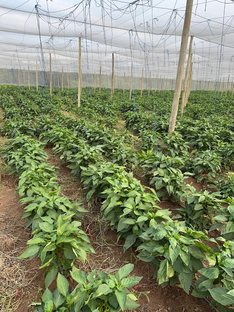 Dynamic Content Image