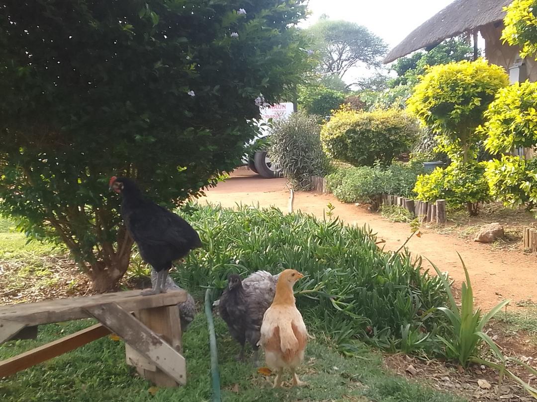 Dynamic Content Image